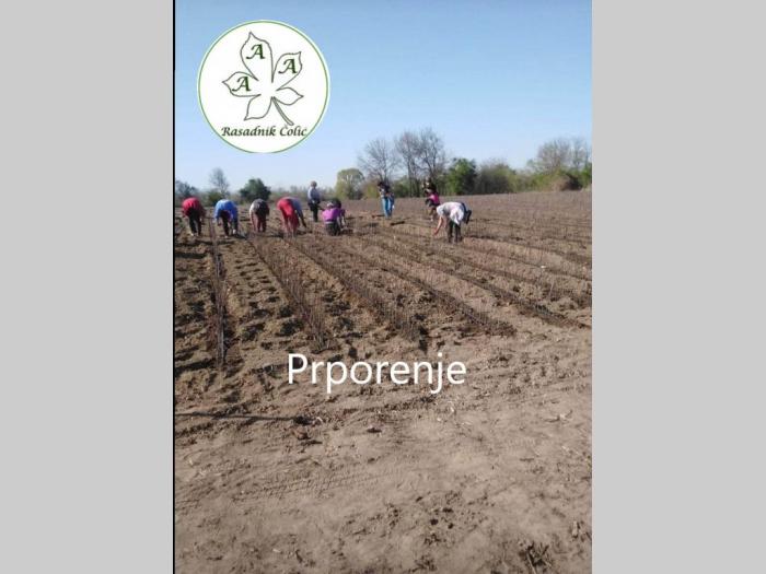 sadnice i odgovor kako podići kvalitetan voćnjak i vinograd  besplatni mali oglasi