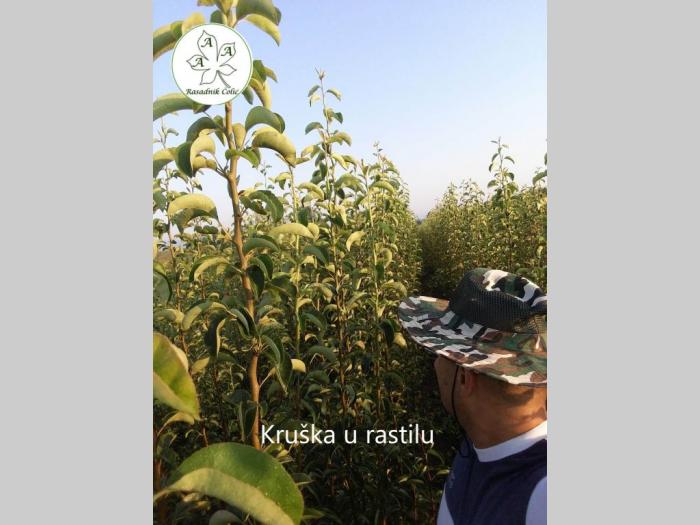 sadnice i odgovor kako podići kvalitetan voćnjak i vinograd  besplatni mali oglasi