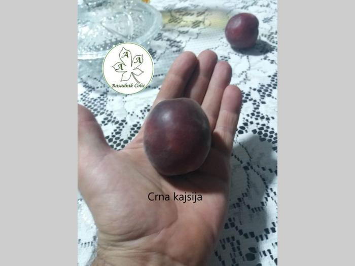 sadnice i odgovor kako podići kvalitetan voćnjak i vinograd  besplatni mali oglasi