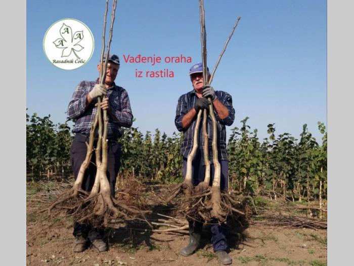 sadnice i odgovor kako podići kvalitetan voćnjak i vinograd  besplatni mali oglasi