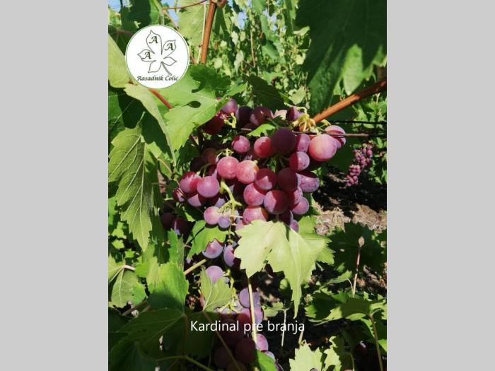 sadnice i odgovor kako podići kvalitetan voćnjak i vinograd  besplatni mali oglasi