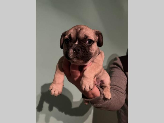 francuski buldog štenci besplatni mali oglasi