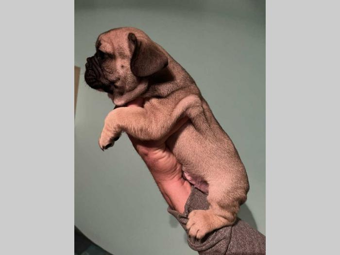 francuski buldog štenci besplatni mali oglasi