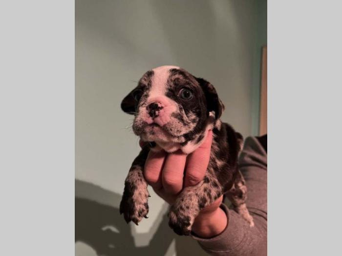 francuski buldog štenci besplatni mali oglasi