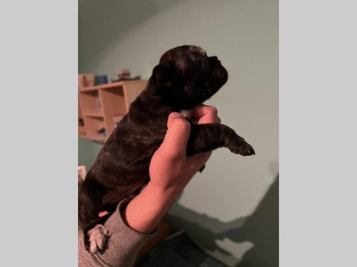 francuski buldog štenci besplatni mali oglasi