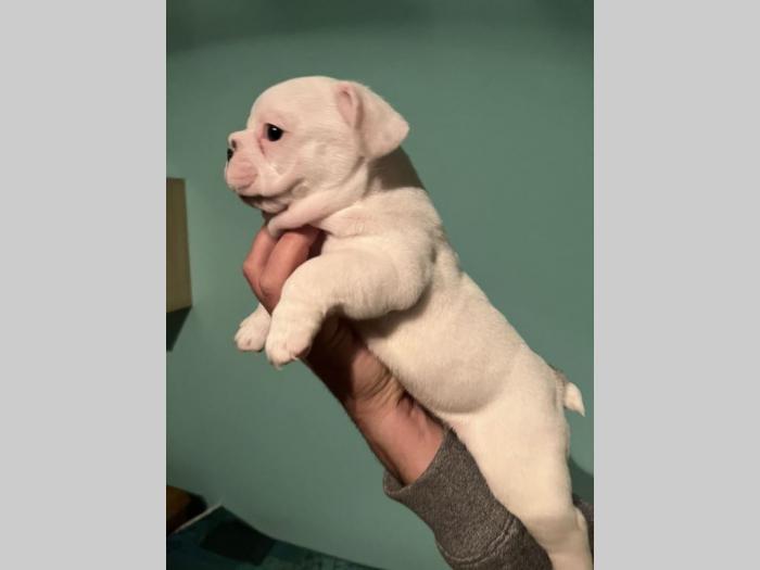 francuski buldog štenci besplatni mali oglasi