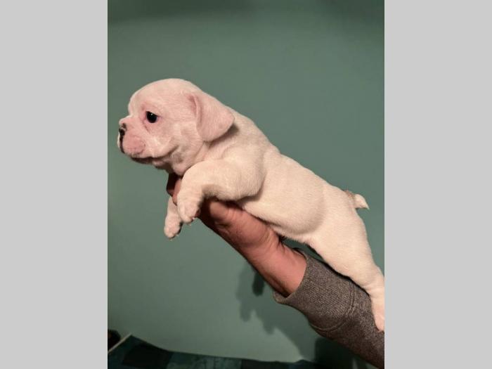 francuski buldog štenci besplatni mali oglasi