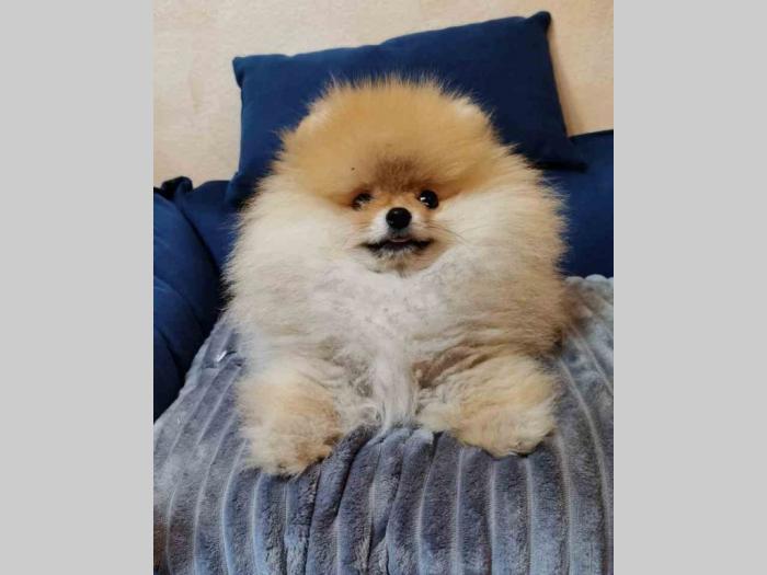 pomeranac štenci besplatni mali oglasi