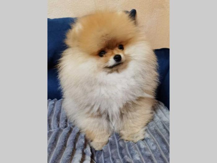pomeranac štenci besplatni mali oglasi
