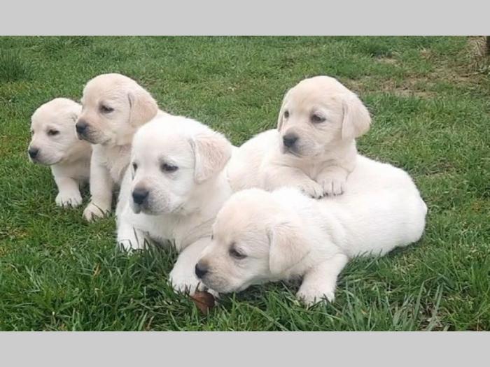 labradora štenci besplatni mali oglasi