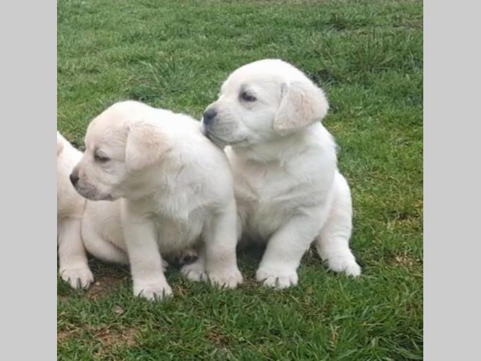 labradora štenci besplatni mali oglasi