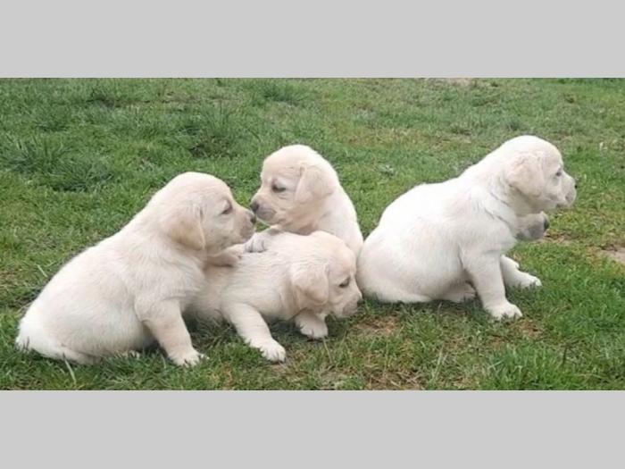 labradora štenci besplatni mali oglasi