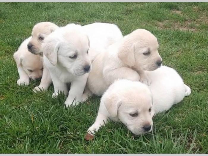 labradora štenci besplatni mali oglasi