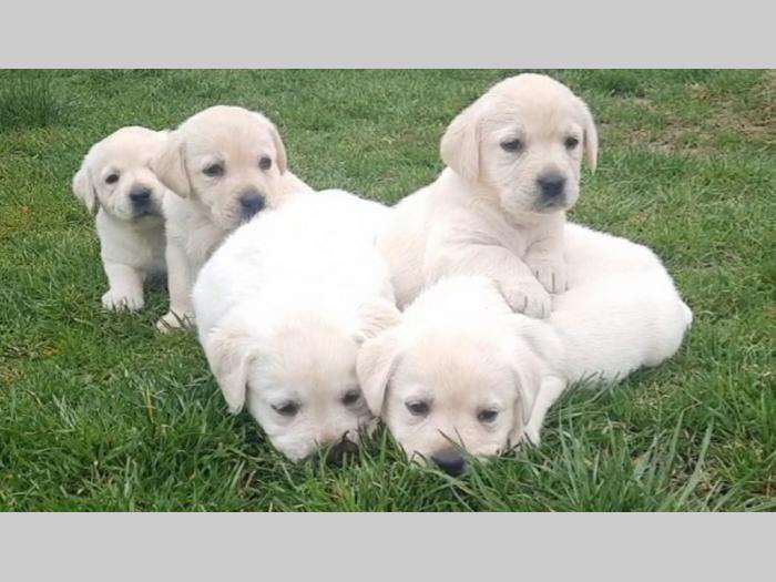 labradora štenci besplatni mali oglasi