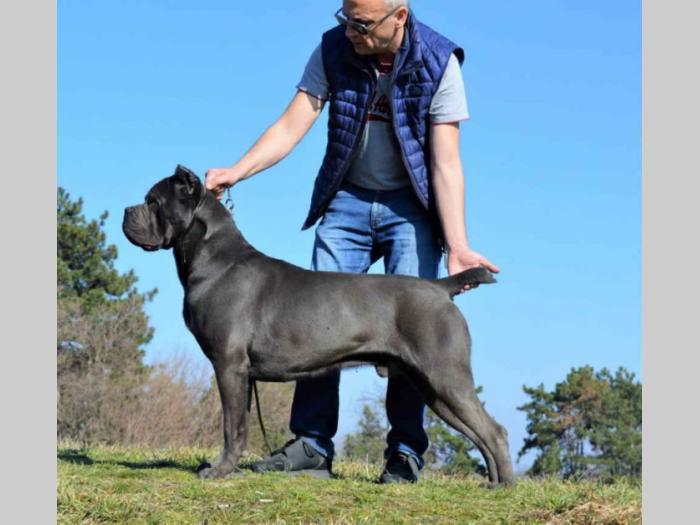 kane korso štenci besplatni mali oglasi