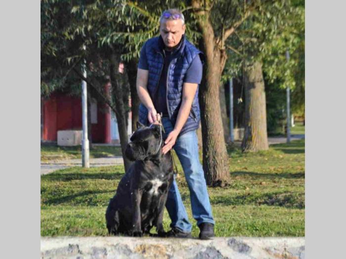kane korso štenci besplatni mali oglasi