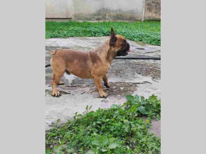 odgajivačnica francuskih buld9oga vrbas besplatni mali oglasi