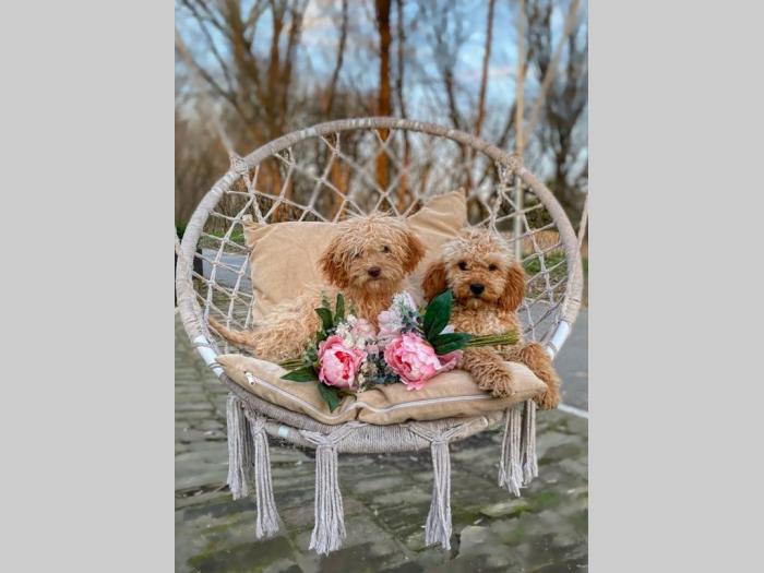 labradoodle (labradudl) besplatni mali oglasi