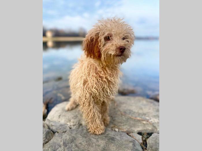 labradoodle (labradudl) besplatni mali oglasi
