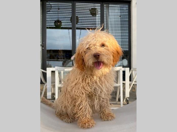 labradoodle (labradudl) besplatni mali oglasi