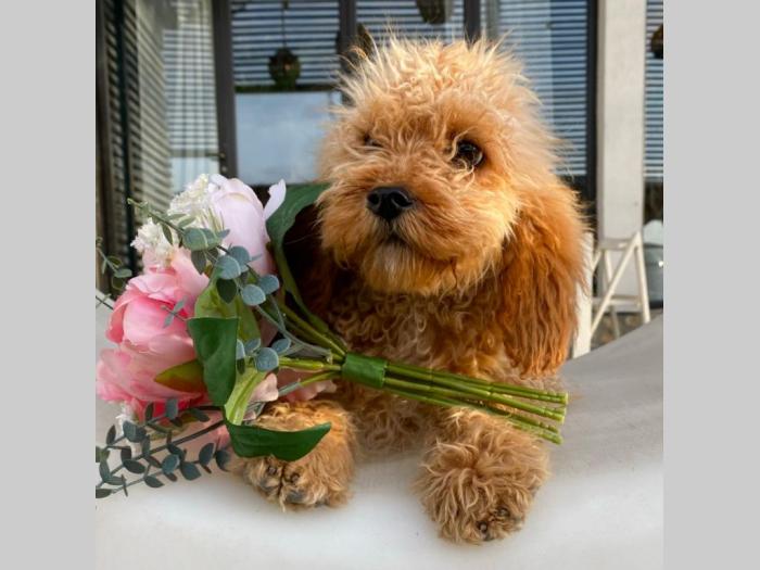 labradoodle (labradudl) besplatni mali oglasi