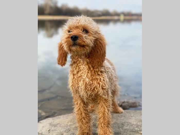 labradoodle (labradudl) besplatni mali oglasi