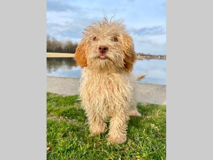 labradoodle (labradudl) besplatni mali oglasi