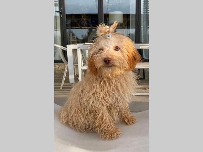 labradoodle (labradudl) besplatni mali oglasi