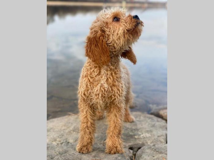 labradoodle (labradudl) besplatni mali oglasi