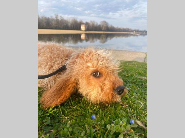 labradoodle (labradudl) besplatni mali oglasi