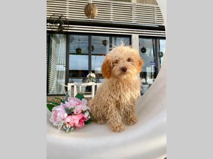 labradoodle (labradudl) besplatni mali oglasi