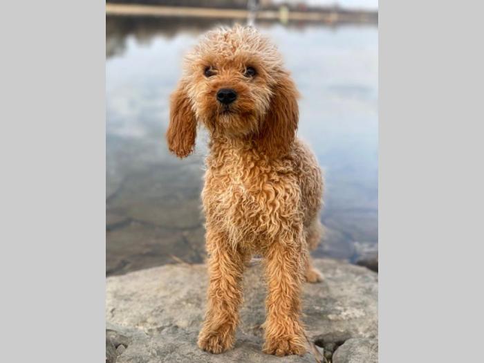 labradoodle (labradudl) besplatni mali oglasi