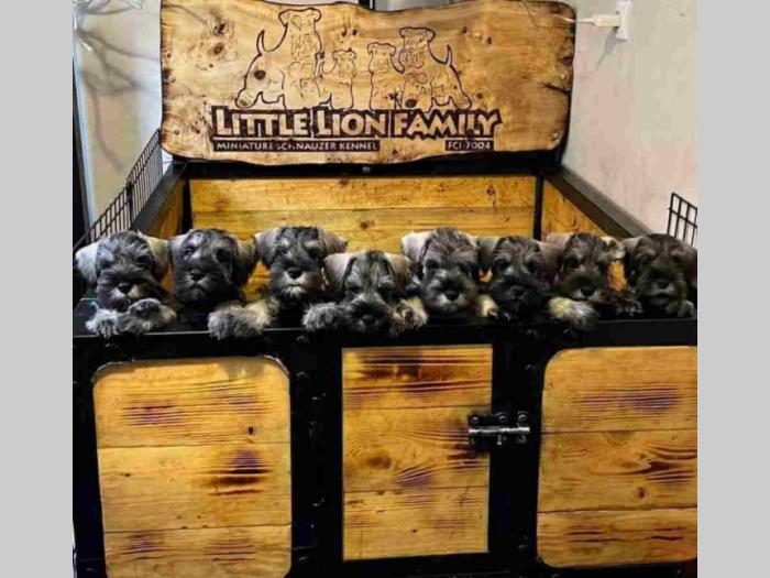 odgajivačnica patuljastih šnaucera biber so little lion family  besplatni mali oglasi
