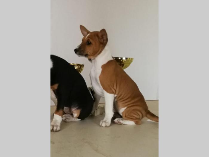 baselji štenci besplatni mali oglasi