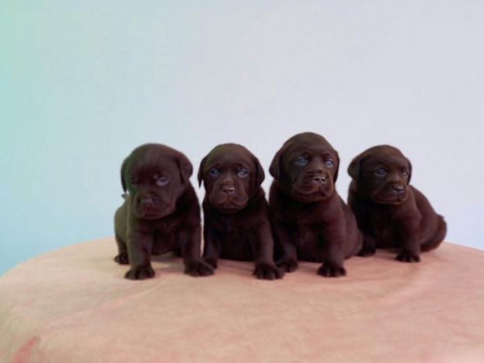 labrador štenci besplatni mali oglasi