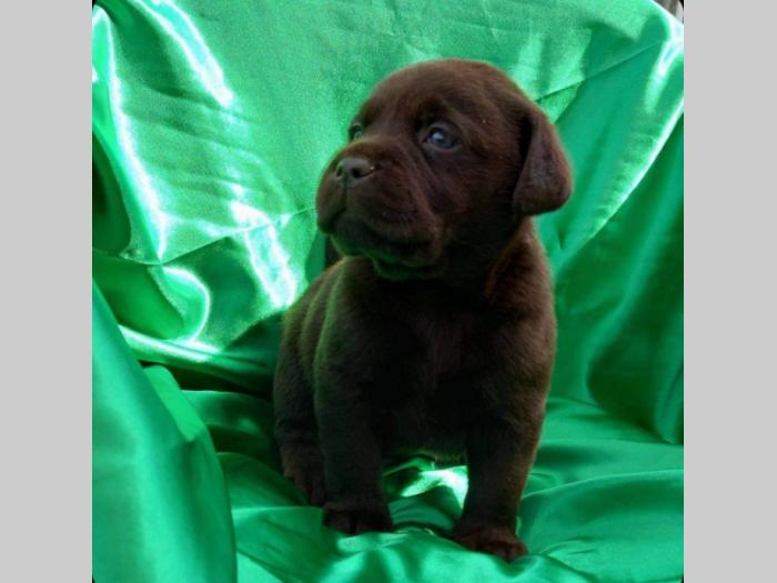 labrador štenci besplatni mali oglasi