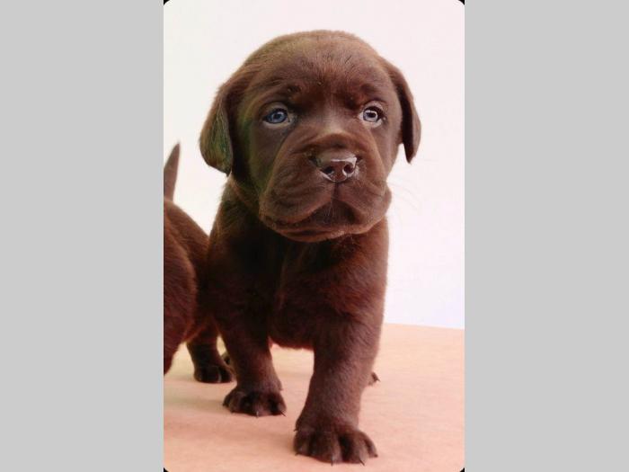 labrador štenci besplatni mali oglasi