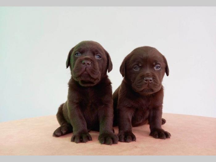 labrador štenci besplatni mali oglasi