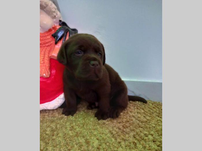 labrador štenci besplatni mali oglasi