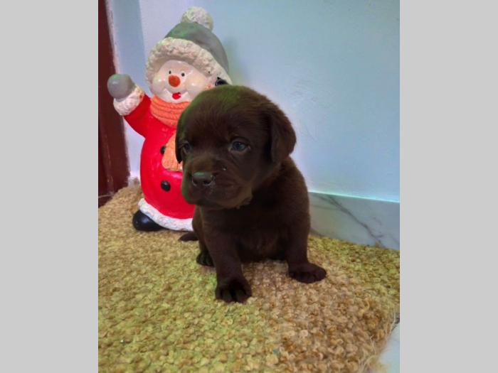 labrador štenci besplatni mali oglasi