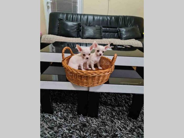 mikro čivave štene besplatni mali oglasi
