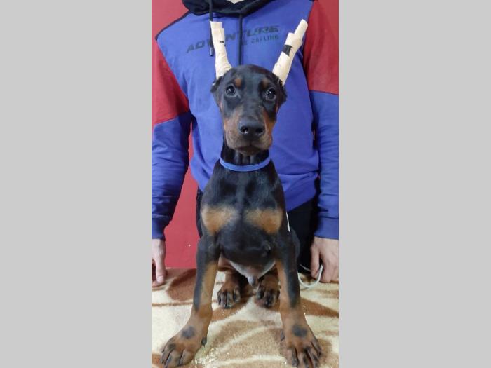 doberman štenci besplatni mali oglasi