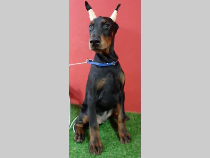 doberman štenci besplatni mali oglasi