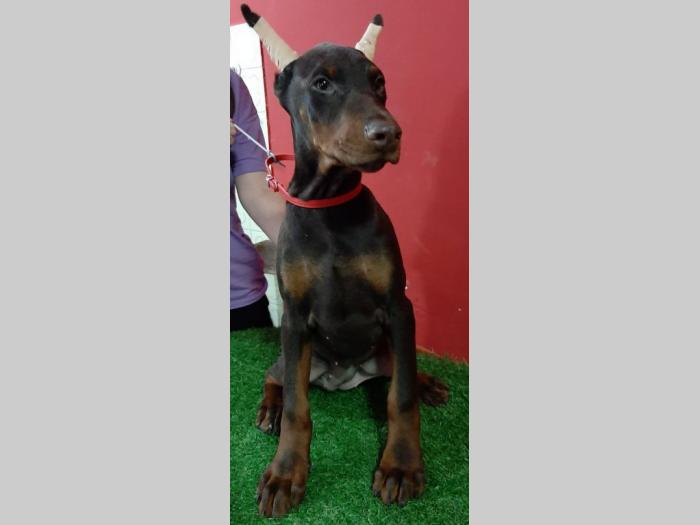 doberman štenci besplatni mali oglasi