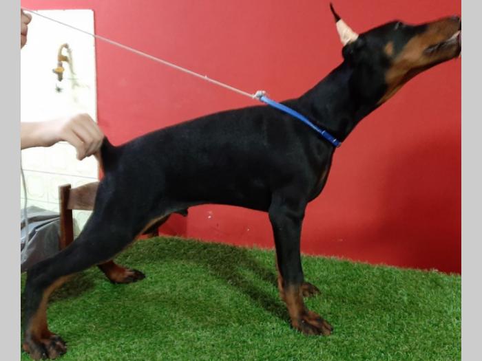 doberman štenci besplatni mali oglasi