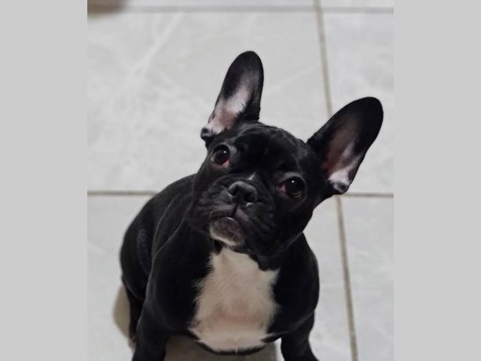 francuski buldog štenci besplatni mali oglasi