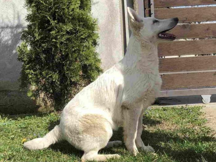 beli švajcarski ovčar štenci besplatni mali oglasi