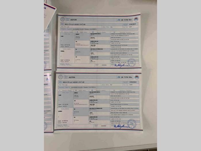 beli švajcarski ovčar štenci besplatni mali oglasi