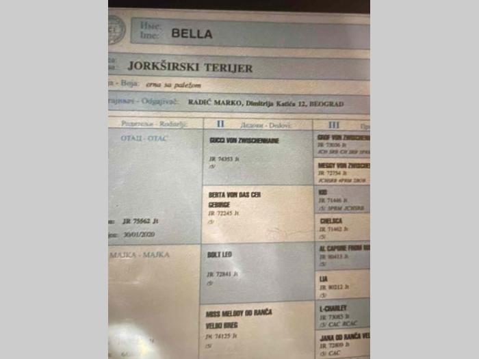 jork terijer štenci besplatni mali oglasi