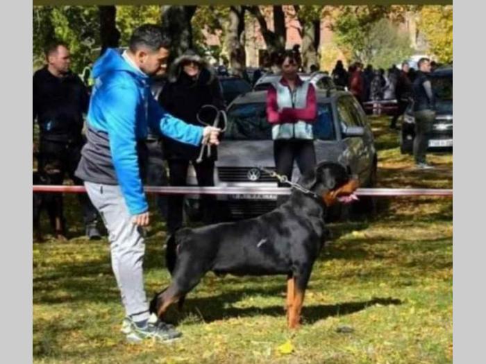 pansion za pse besplatni mali oglasi